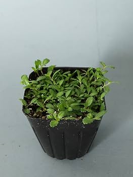 Amazon | はなみどり 花咲くグランドカバー ヒメイワダレソウ